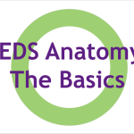 CEDS Anatomy: The Basics